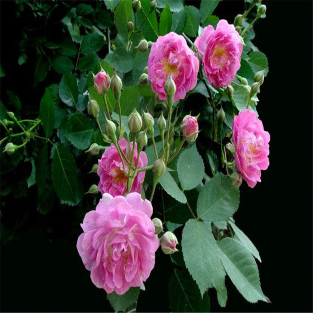 Rose " Magenta Climber " Exotic 20 Flower Seeds