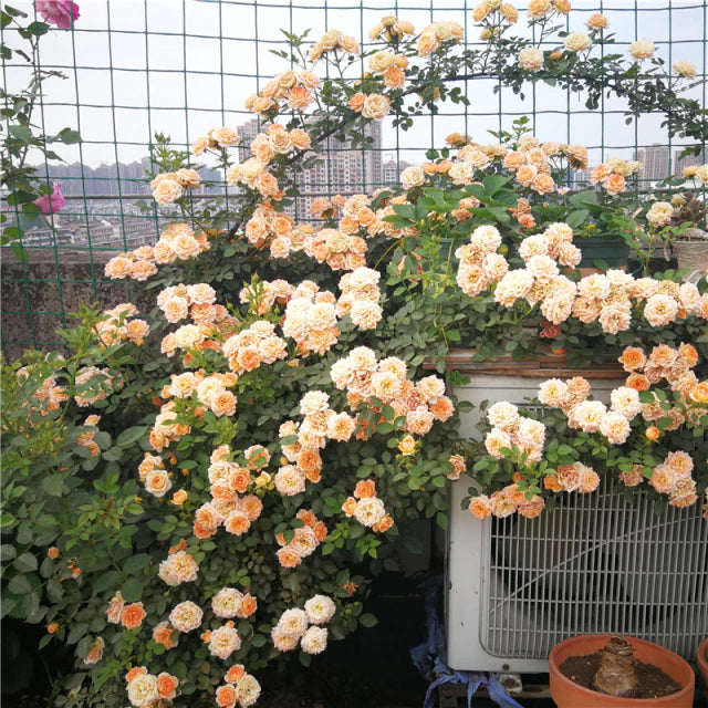 Rose " Peach Climber " Exotic 20 Flower Seeds