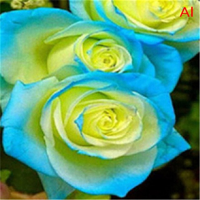 Rose " Variety : 5 " Exotic 20 Flower Seeds