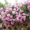 Rose " Light Pink Climber " Exotic 20 Flower Seeds