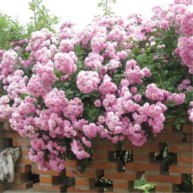 Rose " Light Pink Climber " Exotic 20 Flower Seeds