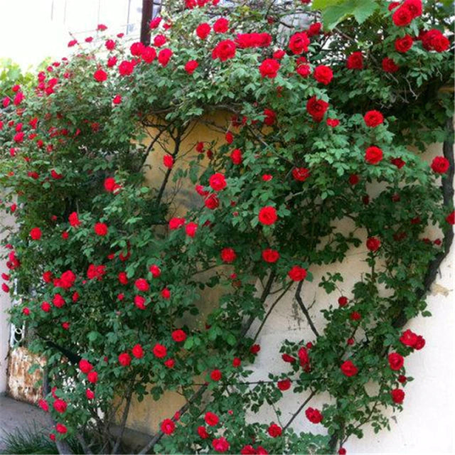 Rose " Red Climber " Exotic 20 Flower Seeds