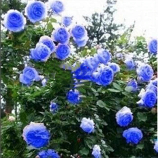 Rose " Blue Climber " Exotic 20 Flower Seeds