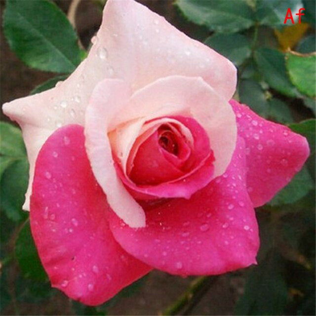 Rose " Variety : 2 " Exotic 20 Flower Seeds