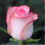 Rose " Variety : 4 " Exotic 20 Flower Seeds