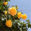 Rose " Yellow Climber " Exotic 20 Flower Seeds