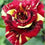 Rose " Variety : 10 " Exotic 20 Flower Seeds