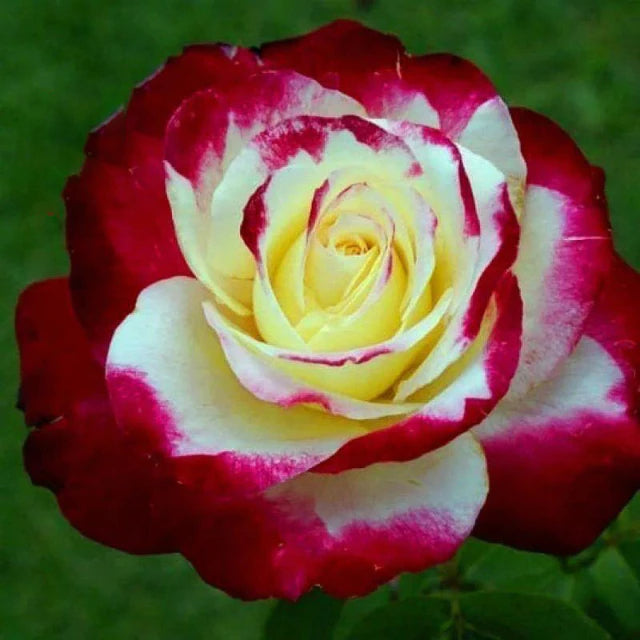 Rose " Variety : 11 " Exotic 20 Flower Seeds