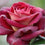 Rose " Variety : 20 " Exotic 20 Flower Seeds