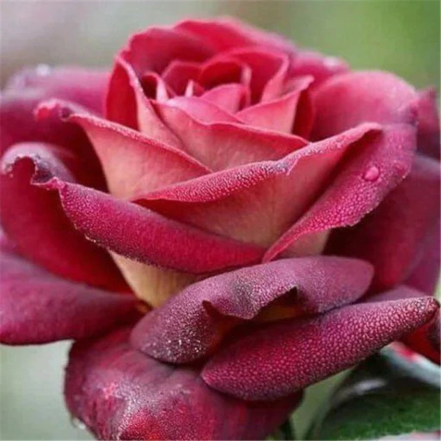 Rose " Variety : 20 " Exotic 20 Flower Seeds