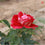 Rose " Variety : 8 " Exotic 20 Flower Seeds