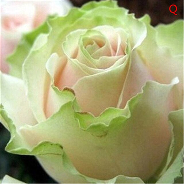 Rose " Variety : 9 " Exotic 20 Flower Seeds