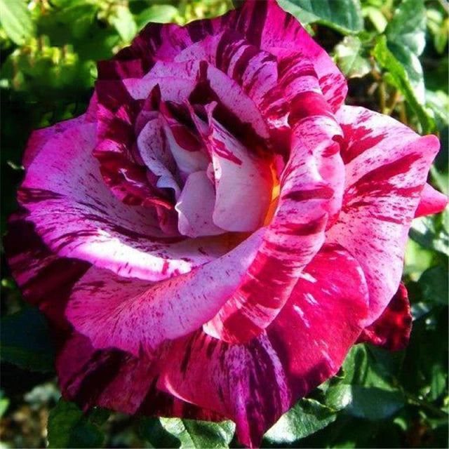 Rose " Variety : 12 " Exotic 20 Flower Seeds