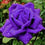 Rose " Variety : 19 " Exotic 20 Flower Seeds