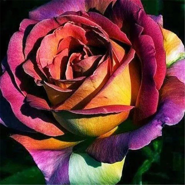 Rose " Variety : 17 " Exotic 20 Flower Seeds