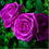 Rose " Variety : 21 " Exotic 20 Flower Seeds