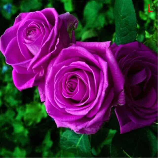 Rose " Variety : 21 " Exotic 20 Flower Seeds