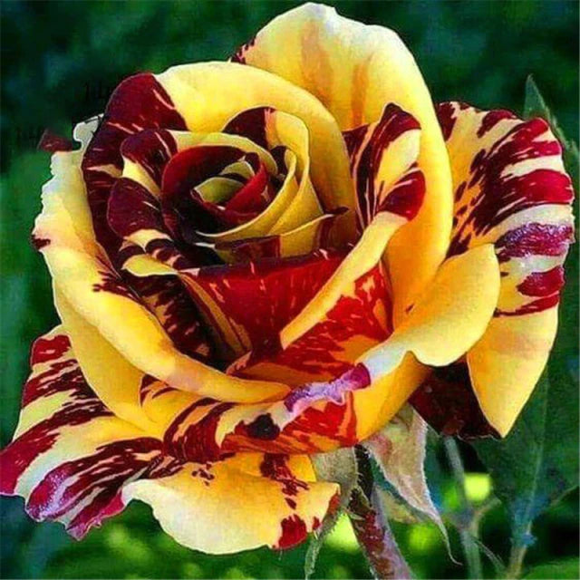 Rose " Variety : 15 " Exotic 20 Flower Seeds