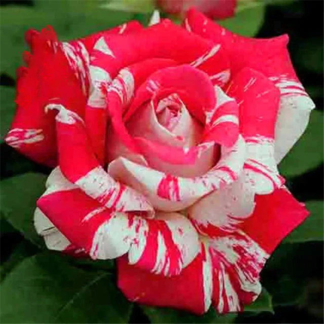 Rose " Variety : 13 " Exotic 20 Flower Seeds