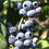 Blueberry " Draper  " Exotic 50 Fruit Seeds