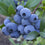 Blueberry " Aurora  " Exotic 50 Fruit Seeds