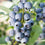 Blueberry " Herbert  " Exotic 50 Fruit Seeds