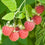 Raspberry " Leo  " Exotic 50 Fruit Seeds