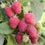 Raspberry " Joan J  " Exotic 50 Fruit Seeds