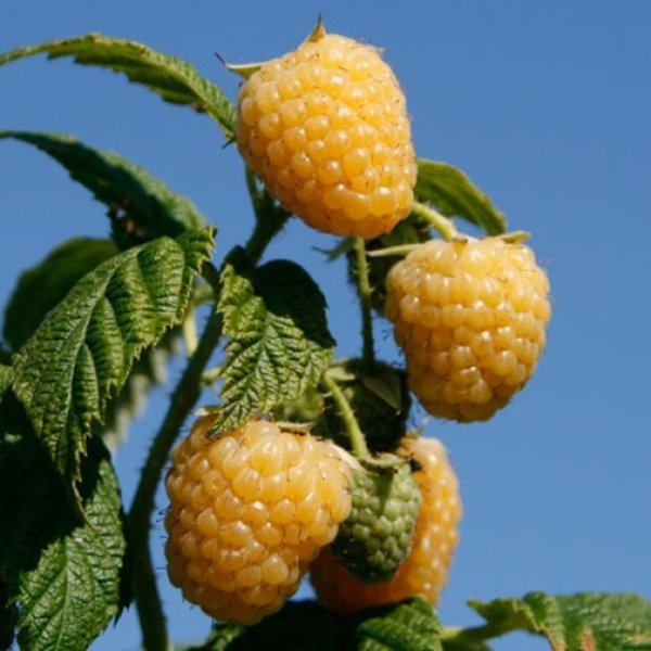 Raspberry " Allgold  " Exotic 50 Fruit Seeds