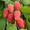 Raspberry " Cascade Delight  " Exotic 50 Fruit Seeds