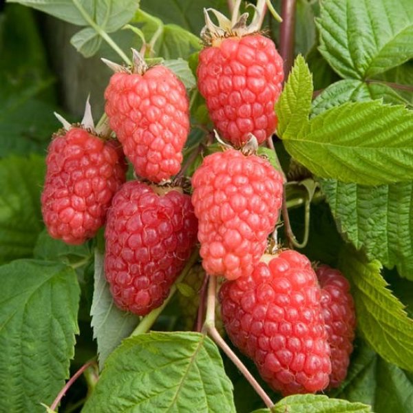 Raspberry " Cascade Delight  " Exotic 50 Fruit Seeds