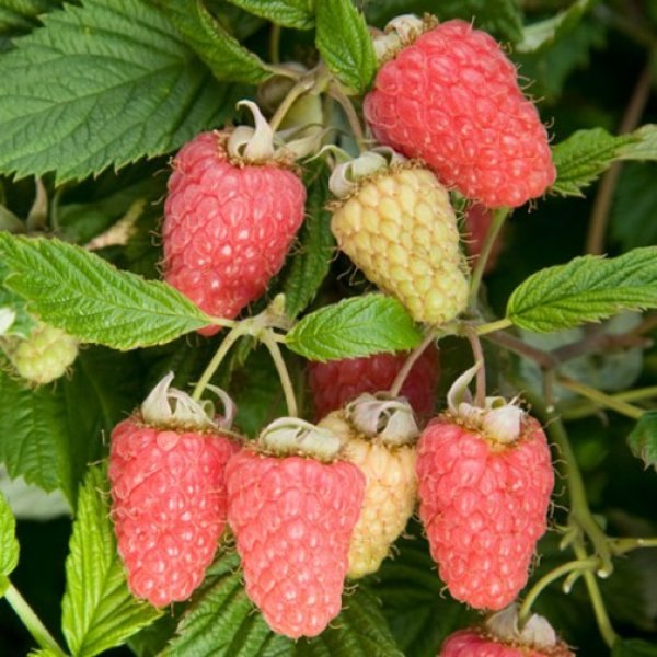 Raspberry " Malling Minerva  " Exotic 50 Fruit Seeds