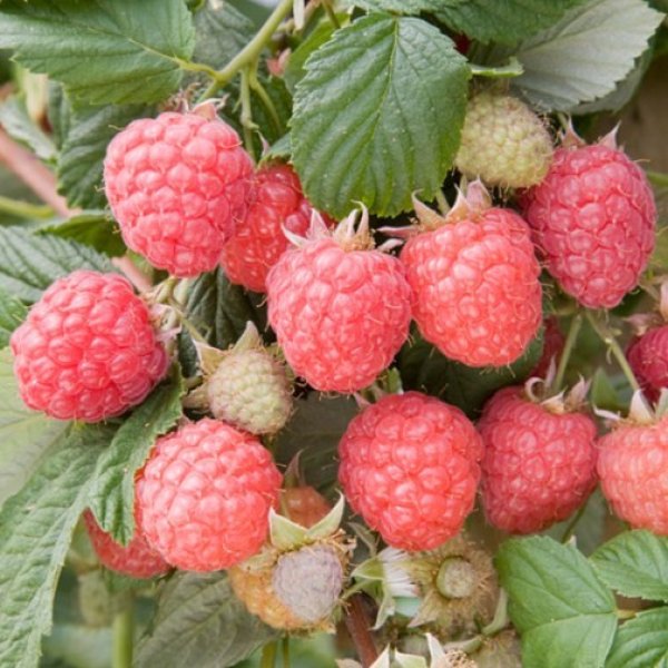 Raspberry " Glen Ample  " Exotic 50 Fruit Seeds