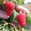 Raspberry " Autumn Treasure  " Exotic 50 Fruit Seeds