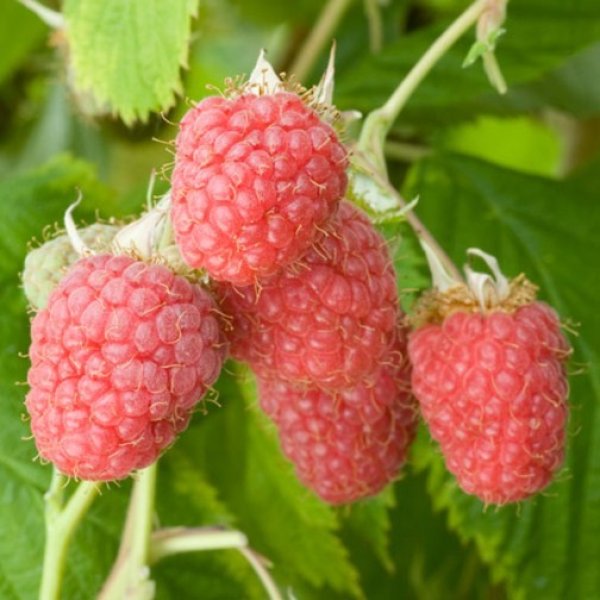 Raspberry " Malling Admiral  " Exotic 50 Fruit Seeds