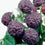 Raspberry " Glencoe  " Exotic 50 Fruit Seeds