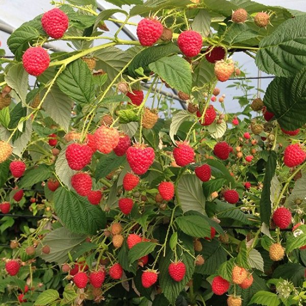 Raspberry " Paris  " Exotic 50 Fruit Seeds