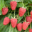 Raspberry " Polka  " Exotic 50 Fruit Seeds