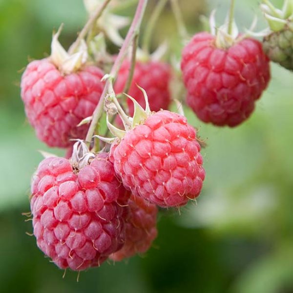 Raspberry " Octavia  " Exotic 50 Fruit Seeds