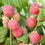 Raspberry " Malling Jewel  " Exotic 50 Fruit Seeds