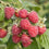 Raspberry " Autumn Bliss  " Exotic 50 Fruit Seeds