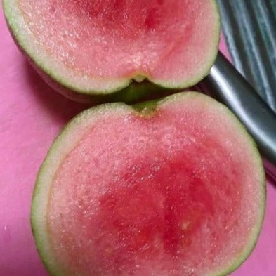 Hybrid Guava - Red Diamond Guava Exotic Fruit Plant