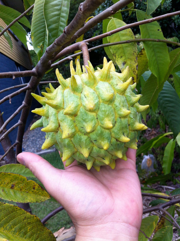 Rollinia - Rollinia deliciosa Fruit Plant