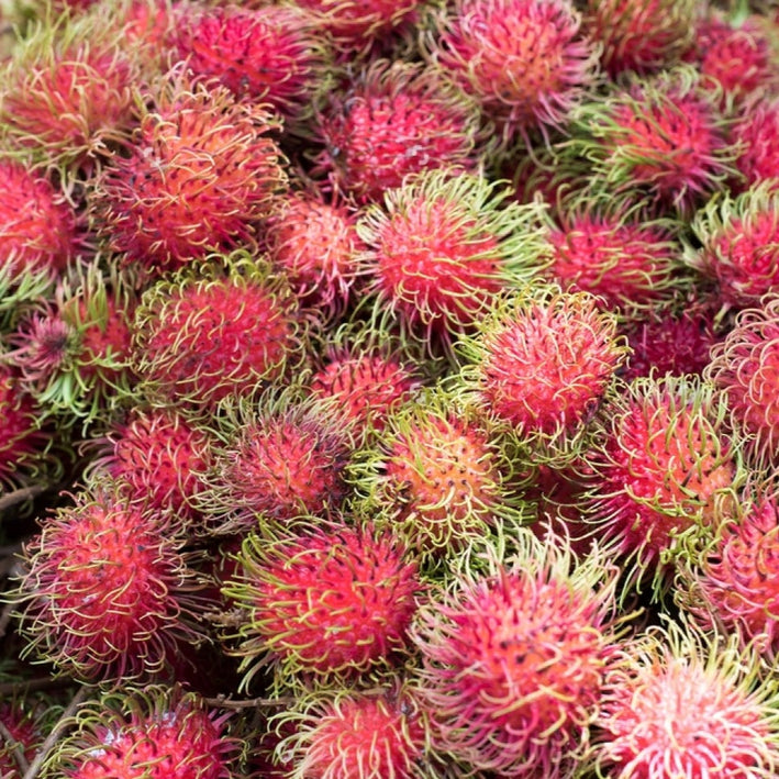 Hybrid Rambutan ( Rongrien ) Fruit Plant