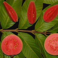 Hybrid Guava - Ruby Supreme Guava Exotic Fruit Plant