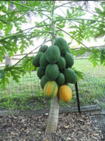 Dwarf Papaya - Carica papaya Fruit Plant