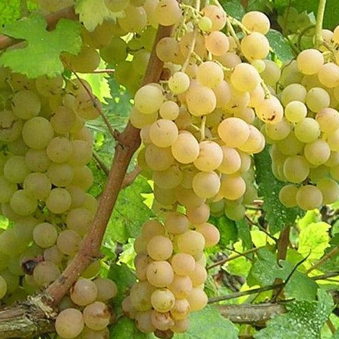 Hybrid Grape - Strawberry White Grape Vine Fruit Plant