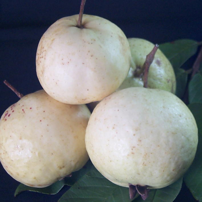 Hybrid Guava - Swetha Guava Exotic Fruit Plant