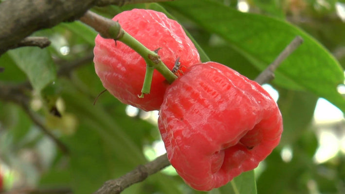 Malay Apple - Syzygium malaccense Fruit Plant