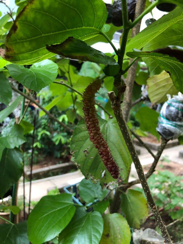 Pakistan Long Mulberry - Morus alba x rubra Fruit Plant